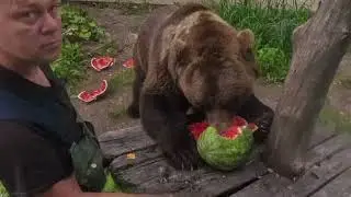 Арбуз и медведь Мансур (проба съёмкой новой камерой) - Watermelon and Mansur Bear