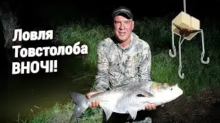 Рибалка на ТОВСТОЛОБА на КЕКС ПЛАНКТОН!