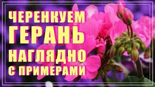Черенкование герани. Как размножить пеларгонию черенком