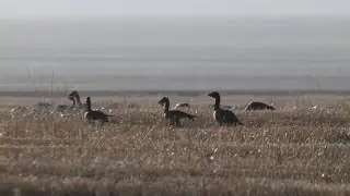 C гусиной кормежки / Anser fabalis L. / Bean Goose