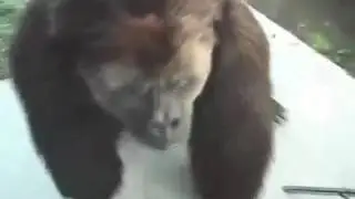 Аниматронный костюм гориллы Брутус