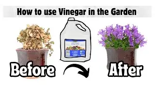 How to Use Vinegar in Your Garden | 3 Ways