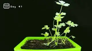 Celery Seeds to Sprouts: A 61-Day Time-Lapse Journey