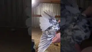голуби на чердаке