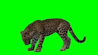 Green Screen Leopard video effects