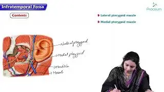 Infratemporal Fossa : Head and Neck anatomy : MBBS Lecture