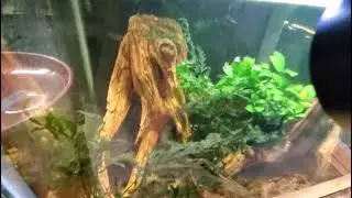 Full Fishroom Tour