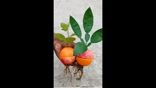 Grow apple tree from orange (OR) Orange tree from apple 