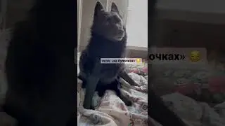 Любимая поза многих шипперке: «на булочках» 😀 