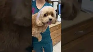 Bombastic side eye. 👀 #doglovers #bombasticsideeye #sideeye #veterinarian #viralshorts #viralvideo