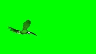 Parrot Green Screen Video | Flying Parrot Green Screen Video | Green Screen Video