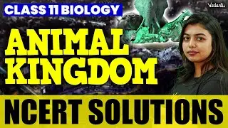 Animal Kingdom | Class 11 Biology | NCERT Exercise Solutions | Gopika Ma'am