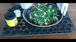 ЧЕРЕНКУВАННЯ БАКОПИ.