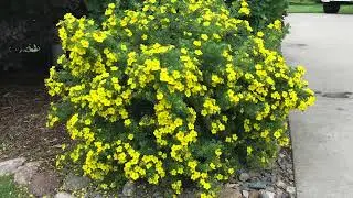 Potentilla Shrub Pruning: Spring Maintenance for a Beautiful Landscape