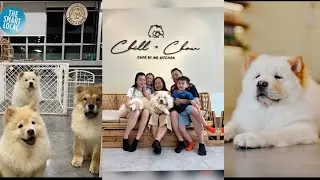 Cobain Cafe Viral dengan Anjing Chow Chow yang Lucu!