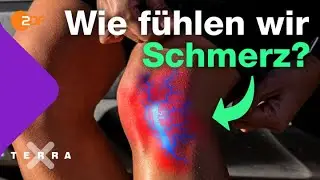 Darum sind Schmerzen gut | Terra X plus