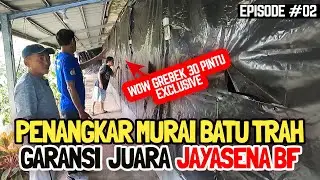 EPS02# JAYASENA BF : GARANSI SAMPE JUARA 😱 MURAI BATU TRAH || GREBEK KANDANG TERNAK 30 PINTU❗🔴