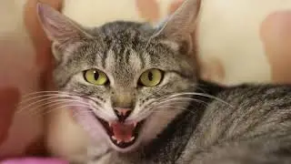 Кошечка 
