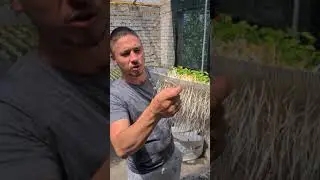 #Shorts Выращиваем Маш просто