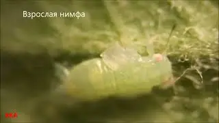 Медяница яблоневая