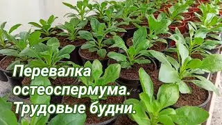 Перевалка остеоспермума. Обзор всходов и стройки.