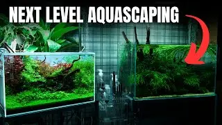 I SAT DOWN WITH ONE OF THE BEST AQUASCAPERS IN THE UK🇬🇧