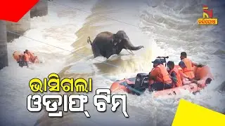 Elephant Rescue: Watch Visuals Of Rescue Operation In Mahanadi River, ODRAF Boat Capsizes