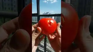 Toys vs tomatoes