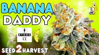 BANANA DADDY Seed to Harvest 🔥 by Ethos Genetics | 🚀 Mars Hydro!