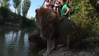 КАК ПЬЮТ ЛЬВЫ !!!