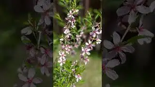 Краски моего сада. МАЙ. 