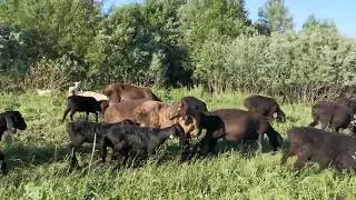 Борьба с борщевиком с помощью гиссарских овец
