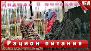 Индюк домашний!!!Мои ошибки !!! Содержание, Выращивание, Кормление и Уход в домашних условиях