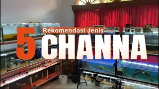 5 Jenis Channa Termurah dan Rekomendasi Buat Pemula