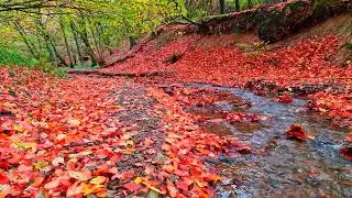 Relax, unwind and calm your nerves to the sound of a stream in the forest. Relaxing sounds of nature