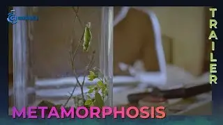 Metamorphosis Movie Trailer | Cinema One Originals 2019