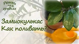 Как поливать Замиокулькас Показываю на примере!