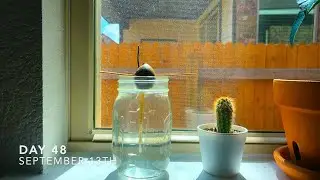 Watch Plants Grow: Avocado Time Lapse (90 Days)