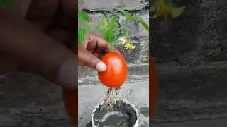 Grow tomato by unique way🍅#shorts #youtubeshorts