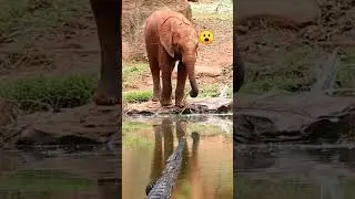 Elephant and Crocodile #elephant #crocodile #shorts