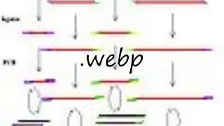 How to pronounce .webp?