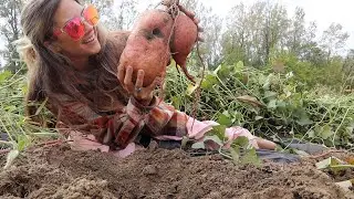 Massive 300 POUND Sweet Potato Harvest!