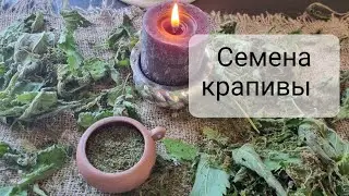 Семена крапивы. Что с ними делать?
