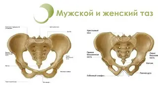 Мужской и женский таз, какая разница?