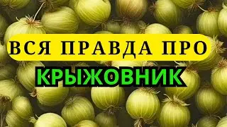 Крыжовник польза. Чем полезен крыжовник. Что приготовить из крыжовника