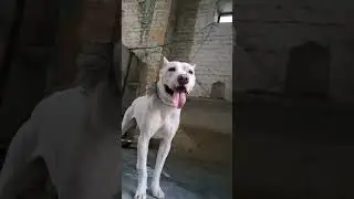 #shorts #viral dogo argentino