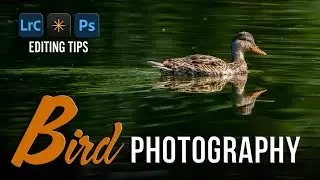 Learn How to Edit BIRD Photos - LIVE Photo Editing