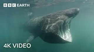 Where do These Mysterious Ocean Giants Disappear to? | North Atlantic | 4K UHD | BBC Earth