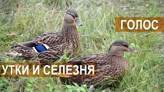 Голос утки и селезня. Межрегиональные состязания подсадных уток