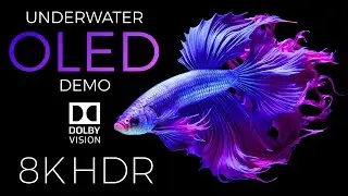 Underwater World OLED Demo HDR 8K Ultra HD Dolby Vision™ 60fps